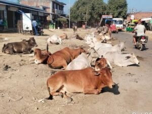 सड़कों पर पशुओं के कारण होने वाली दुर्घटनाओं को रोकने के लिए समाज की भागीदारी सुनिश्चित होगी