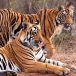MP में ‘Cat-22’ का संकट! 8 महीने में 45 से ज्यादा बाघों की मौत, 50 इंसानों ने भी गंवाई जान
