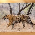 छत्तीसगढ़ में MP के बाघों ने बढ़ाया कुनबा, 2010 में सिर्फ एक था; अब संख्या 10 के पार