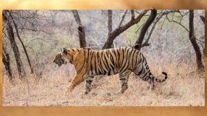 छत्तीसगढ़ में MP के बाघों ने बढ़ाया कुनबा, 2010 में सिर्फ एक था; अब संख्या 10 के पार