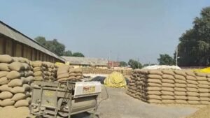 हरियाणा में धान खरीद शुरू, MSP ₹2461; कई मंडियों में नमी और पोर्टल बना बाधा