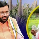 हरियाणा के बाजरा किसानों को बड़ी राहत, भावांतर योजना में मिलेगा ₹2900 MSP