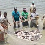 प्रधानमंत्री मत्स्य संपदा योजना ने बदली किसानों की किस्मत, मछली पालन बना अतिरिक्त आमदनी का मजबूत जरिया