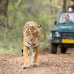 झारखंड में 1 अक्टूबर से जंगल सफारी शुरू, ऑनलाइन बुकिंग भी चालू
