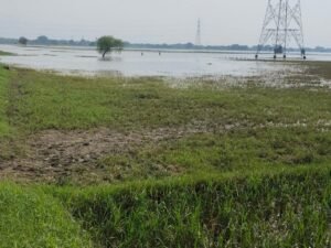 बाढ़ में फसल बर्बाद होने पर बीमा कंपनी ने रोका दावा, किसान को मिलेंगे 1.48 लाख से अधिक