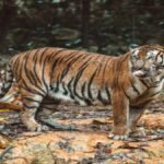 रामगढ़-विषधारी में री-वाइल्डिंग सफल, RVT-7 ने 41 किमी क्षेत्र में बनाई टेरिटरी