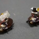 Cockroach Drone: इजरायल की रोबोटिक कीड़ों की रिसर्च, कॉकरोच ड्रोन पर हो रहा काम