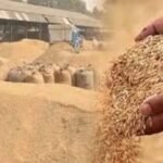 हरियाणा में 1.5 लाख किसानों ने छोड़ी PR धान की खेती, 2 लाख एकड़ में डाटा मिसमैच