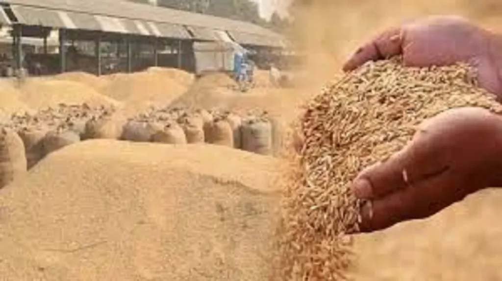 हरियाणा में 1.5 लाख किसानों ने छोड़ी PR धान की खेती, 2 लाख एकड़ में डाटा मिसमैच
