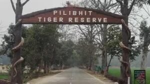 पीलीभीत टाइगर रिजर्व में घूमना हुआ महंगा, शनिवार-रविवार टिकट 150 से बढ़कर 200 रुपये