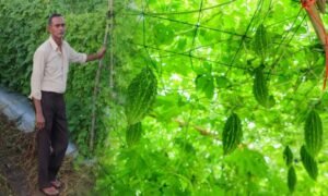 करेले की उन्नत खेती से चमकी किसान नारायण प्रसाद वर्मा की किस्मत