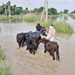 बिहार में बाढ़ का विकराल रूप, गंडक बैराज से 5.43 लाख क्यूसेक पानी छोड़ा; सैकड़ों घर डूबे