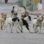 स्ट्रीट डॉग्स की नसबंदी हो रही तो वैक्सीन कहां से आई? सूचना आयुक्त के सवाल से गाजियाबाद निगम में हड़कंप
