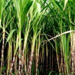हरियाणा सरकार का गन्ना किसानों को तोहफा, आधुनिक खेती और कृषि यंत्रों पर मिलेगी सब्सिडी