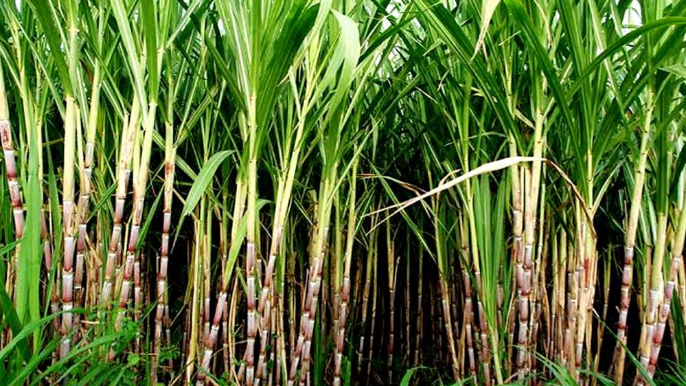 हरियाणा सरकार का गन्ना किसानों को तोहफा, आधुनिक खेती और कृषि यंत्रों पर मिलेगी सब्सिडी