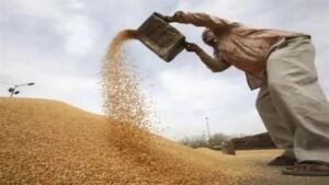 हांसी में 1 अक्टूबर से धान की सरकारी खरीद, 1.79 लाख एकड़ में हुई है फसल