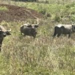 बांधवगढ़ में बढ़ रहा गौर का कुनबा, कान्हा में वन भैंसा पुनर्स्थापना से मजबूत होगा पारिस्थितिकी तंत्र