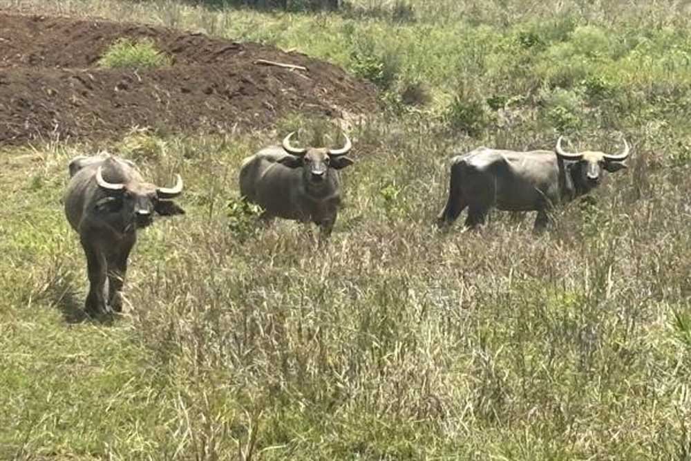 बांधवगढ़ में बढ़ रहा गौर का कुनबा, कान्हा में वन भैंसा पुनर्स्थापना से मजबूत होगा पारिस्थितिकी तंत्र