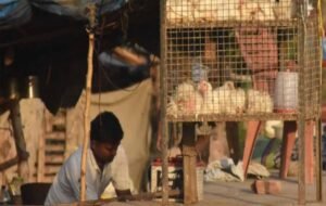 CG में 5 दिन मांस-मटन की बिक्री पर रोक, उल्लंघन करने वालों पर होगी सख्त कार्रवाई