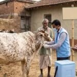 हरियाणा में लंपी वायरस की दस्तक, बॉर्डर वाले इलाके सील; पशु व्यापार पर लगी रोक