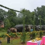 गजराजों के विश्राम और सेवा का पर्व, ‘हाथी पुनर्यौवनीकरण’ कैंप-2026 का हुआ शुभारंभ