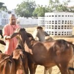 गोरखनाथ मंदिर की गोशाला में सीएम योगी ने की गोसेवा