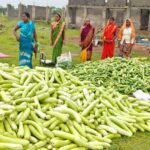 अतिक्रमण मुक्त 25 एकड़ बंजर भूमि पर उगी समृद्धि