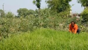 एक एकड़ मड़ुआ की खेती से 60 हजार तक मुनाफा! सारण में मोटे अनाज की खेती को मिलेगा बढ़ावा