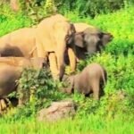 छत्तीसगढ़ में 53 हाथियों के झुंड ने स्कूल की बाउंड्री तोड़ी, धान की फसल रौंदी; बच्चों में दहशत