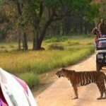 कान्हा एशिया का सबसे बड़ा नेशनल पार्क, वन्य प्राणियों के नैसर्गिंक जीवन निहारने एक बार कान्हा जरूर आएं : मुख्यमंत्री डॉ. यादव