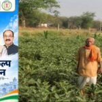 धान की पारंपरिक खेती से आगे बढ़कर फागूराम ने अपनाई ग्राफ्टेड बैंगन की खेती, मुनाफे में हुई 20 हजार रुपये की बढ़ोतरी