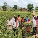 झारखंड में रागी की खेती से किसानों की बढ़ी कमाई, ₹33 किलो बिक रहा मड़ुआ; कम लागत में अच्छा मुनाफा