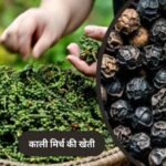 पचमढ़ी में अब होगी काली मिर्च और दालचीनी की खेती, किसानों को मिलेंगे पौधे