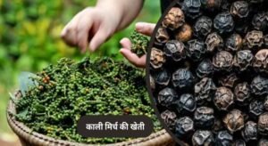 पचमढ़ी में अब होगी काली मिर्च और दालचीनी की खेती, किसानों को मिलेंगे पौधे