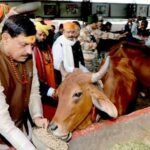 भोपाल में आदर्श गौ शाला स्थापित करने के कार्य को शीघ्र पूर्ण करें: मुख्यमंत्री डॉ. यादव