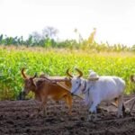झारखंड में धान बेचने के लिए सिर्फ 1.65 लाख किसानों ने कराया रजिस्ट्रेशन, 29 लाख किसान चिह्नित