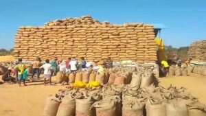 छत्तीसगढ़ में 15 नवंबर से धान खरीदी, ₹3100 MSP और 21 क्विंटल प्रति एकड़ की सीमा; जानें टोकन कैसे मिलेगा