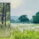 चक्रवात अरनब के प्रभाव से सुहावना हुआ मौसम, बांधवगढ़ टाइगर रिजर्व में प्रबंधन सतर्क