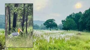 चक्रवात अरनब के प्रभाव से सुहावना हुआ मौसम, बांधवगढ़ टाइगर रिजर्व में प्रबंधन सतर्क