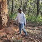 डिंडौरी में डेढ़ लाख पेड़ों की कटाई का लक्ष्य, अब तक सिर्फ 4516 पेड़ कटे