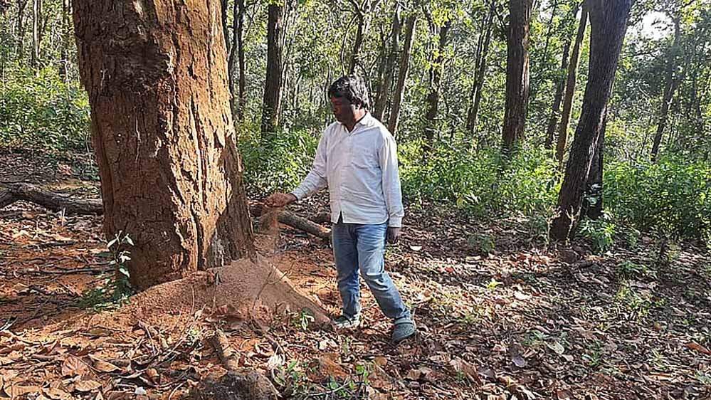 डिंडौरी में डेढ़ लाख पेड़ों की कटाई का लक्ष्य, अब तक सिर्फ 4516 पेड़ कटे
