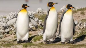 पेरू में 3000 से घटकर 500 हुए हम्बोल्ट पेंग्विन, अब ‘सुपर अल-नीनो’ का खतरा
