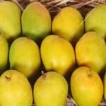 दिवाली पर भी मिलेगा हापुस आम का स्वाद, बिना सीजन के बाजार में कैसे पहुंचा अल्फांसो?