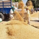 1509 धान ने तोड़े भाव के रिकॉर्ड, किसानों को मिल रहा ₹4400 प्रति क्विंटल तक रेट