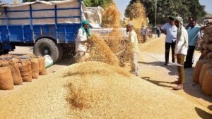 1509 धान ने तोड़े भाव के रिकॉर्ड, किसानों को मिल रहा ₹4400 प्रति क्विंटल तक रेट