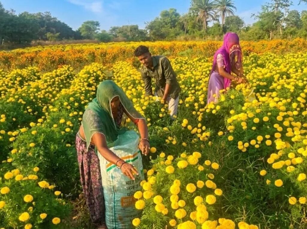 चित्तौड़गढ़ में गेंदे की खेती से चमकी किसानों की किस्मत, 70 बीघा में हो रही फूलों की खेती