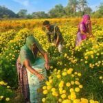 चित्तौड़गढ़ में गेंदे की खेती से चमकी किसानों की किस्मत, 70 बीघा में हो रही फूलों की खेती