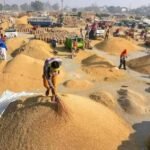 हरियाणा की मंडियों में 30.69 लाख टन धान की खरीद, किसानों के खातों में पहुंचे ₹4,263 करोड़