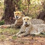 चीतों के स्वागत को तैयार नौरादेही, 7 अक्टूबर को कूनो से लाए जाएंगे 2 चीते; बनेगा तीन बड़ी बिल्लियों का घर
