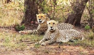चीतों के स्वागत को तैयार नौरादेही, 7 अक्टूबर को कूनो से लाए जाएंगे 2 चीते; बनेगा तीन बड़ी बिल्लियों का घर